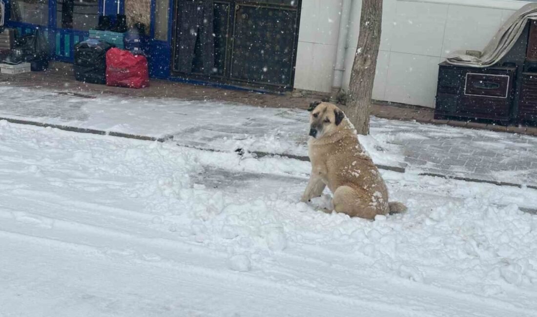 Adana’nın Tufanbeyli ilçesinde kar yağışı etkili oluyor. İlçede dün gece