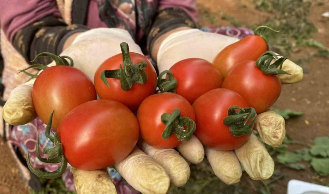 Antalya’nın Aksu ilçesi, örtü altı tarımda gösterdiği gelişimle ülke tarımına