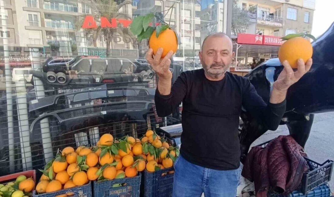 Antalya’nın Manavgat ilçesinde tanesi 700 gram ile 1 kilo 200