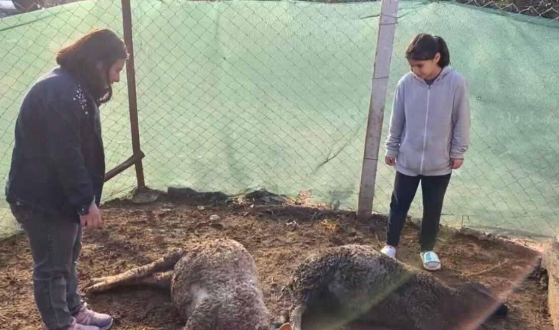 Osmaniye’de beslediği kuzuların vahşi hayvanlar tarafından öldürüldüğünü gören 12 yaşındaki