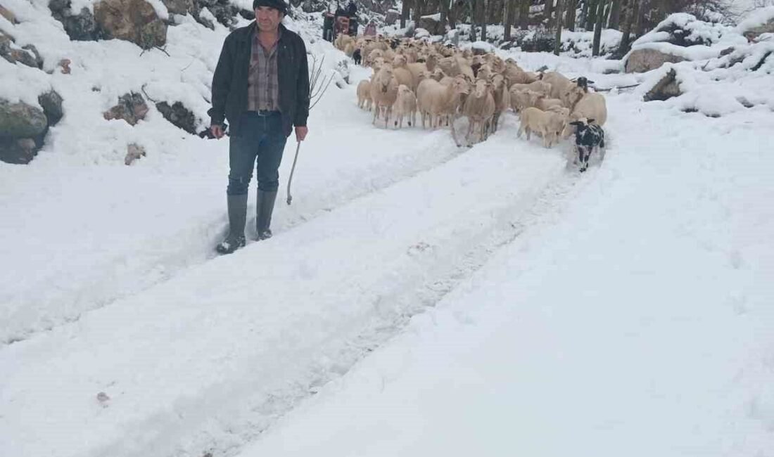 Burdur’da Halıcılar köyünde sürüsüyle birlikte karda mahsur kalan çoban, Orman