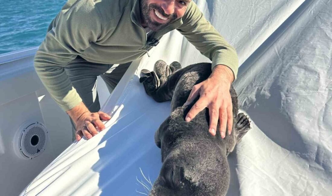 Antalya’da, fırtına nedeniyle sahile vuran yavru Akdeniz foku, balıkçı Atilla
