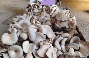 Kahramanmaraş’ta dağlardan topladığı istiridye mantarı, 42 yaşındaki Mehmet Poyraz’ın geçim