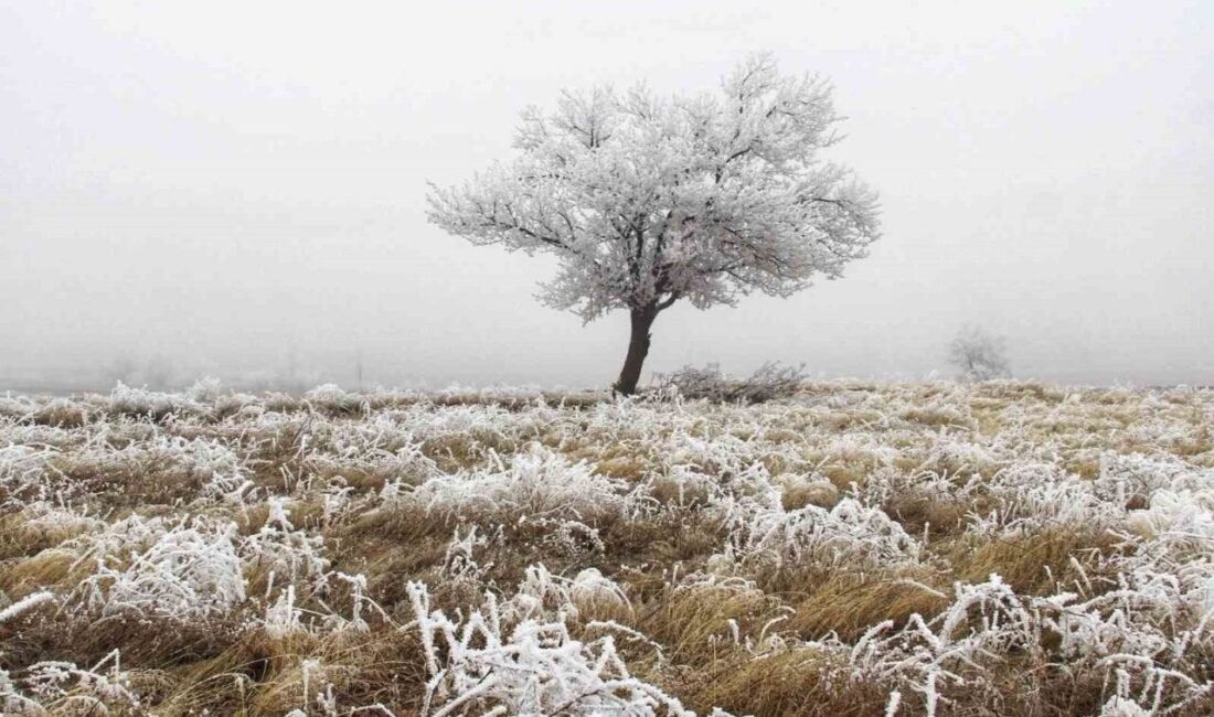 Kahramanmaraş’ta kırağıdan dolayı ağaçlar beyaza büründü. Afşin ilçesinde oluşan kırağıdan