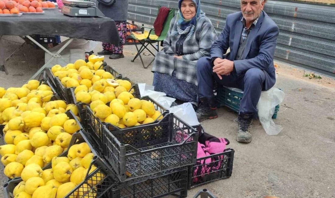 Kahramanmaraşlı çift, kendi bahçesinde yetiştirdikleri ayvaları satarak 7 çocuğunu okuttu.
