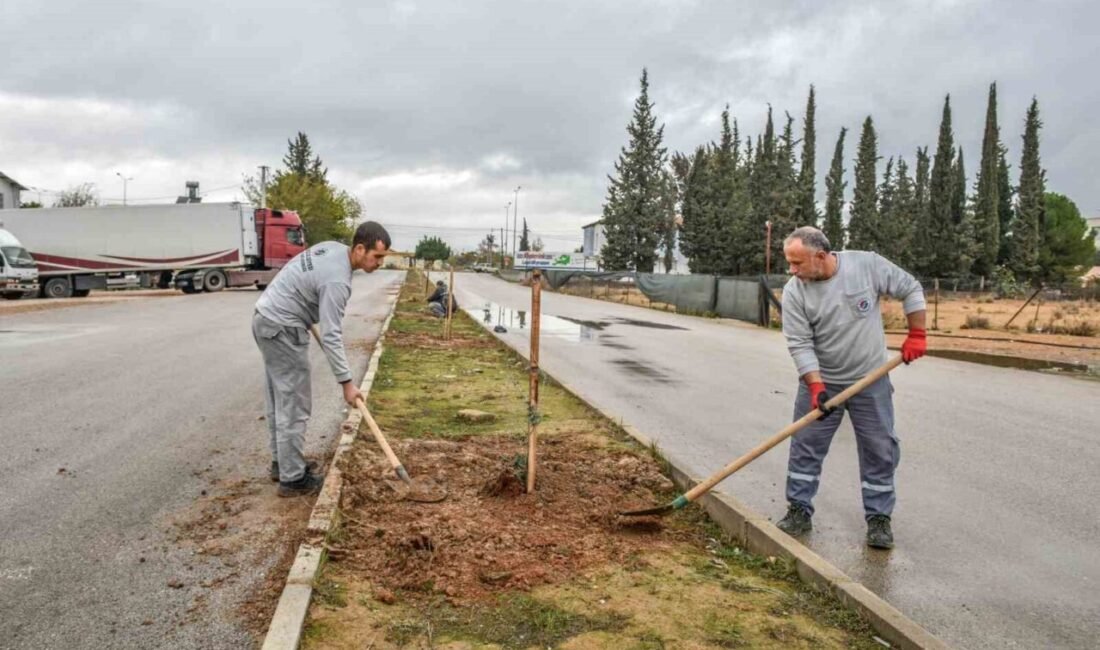 Kepez Belediyesi, zeytinyağı üretim köyü olan Lyrboton Kome antik yerleşimin