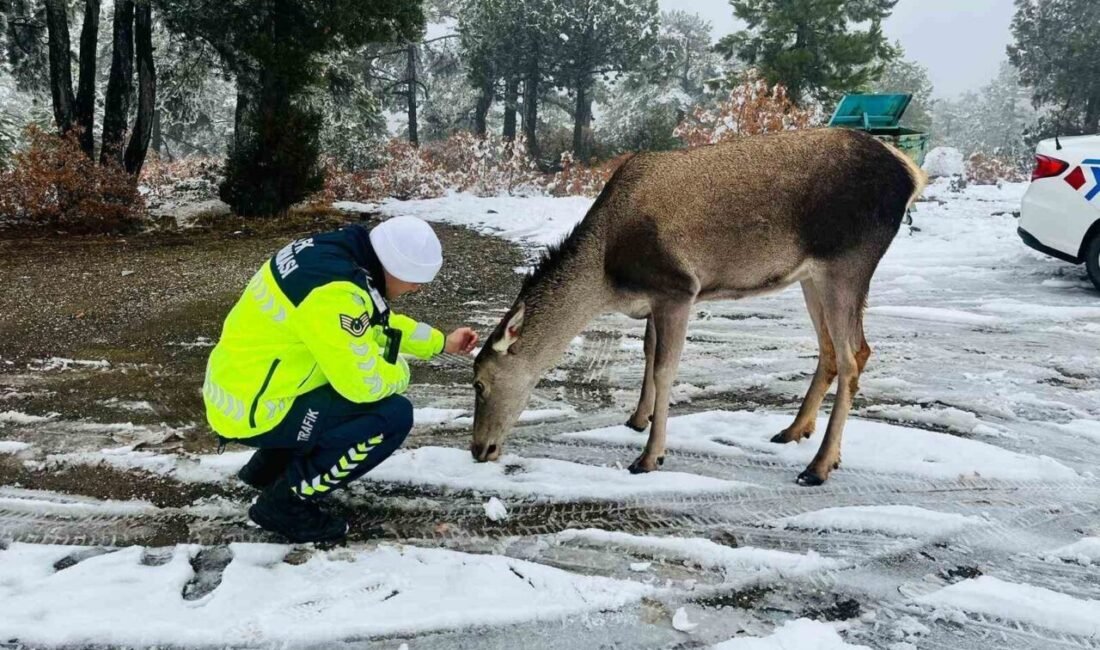 Doğa Koruma ve Milli Parklar Genel Müdürlüğü tarafından bölgedeki popülasyonun