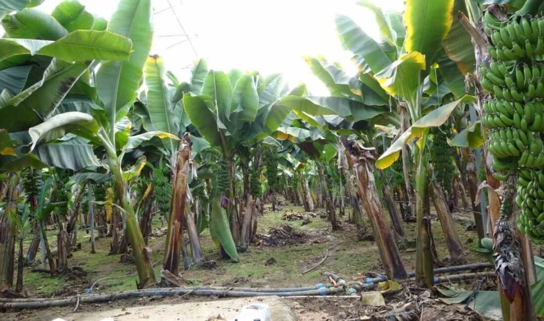 Manavgat’ta şiddetli yağmur ve hortum nedeniyle tarım alanlarında büyük zarar