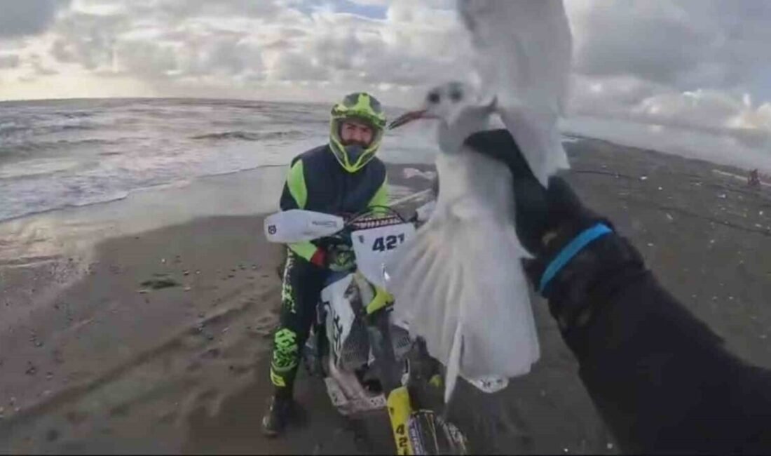 Hatay’da Mustafa Eroğlu, sahilde motosikletiyle gezinirken gördüğü yaralı martıyı kurtarıp
