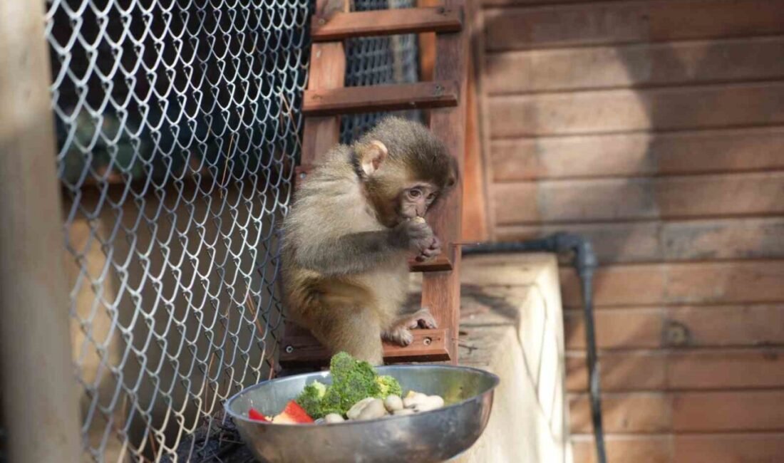 Antalya şehirlerarası otobüs terminalinde Ankara’dan gönderilen bir kolinin içerisinde yakalanan