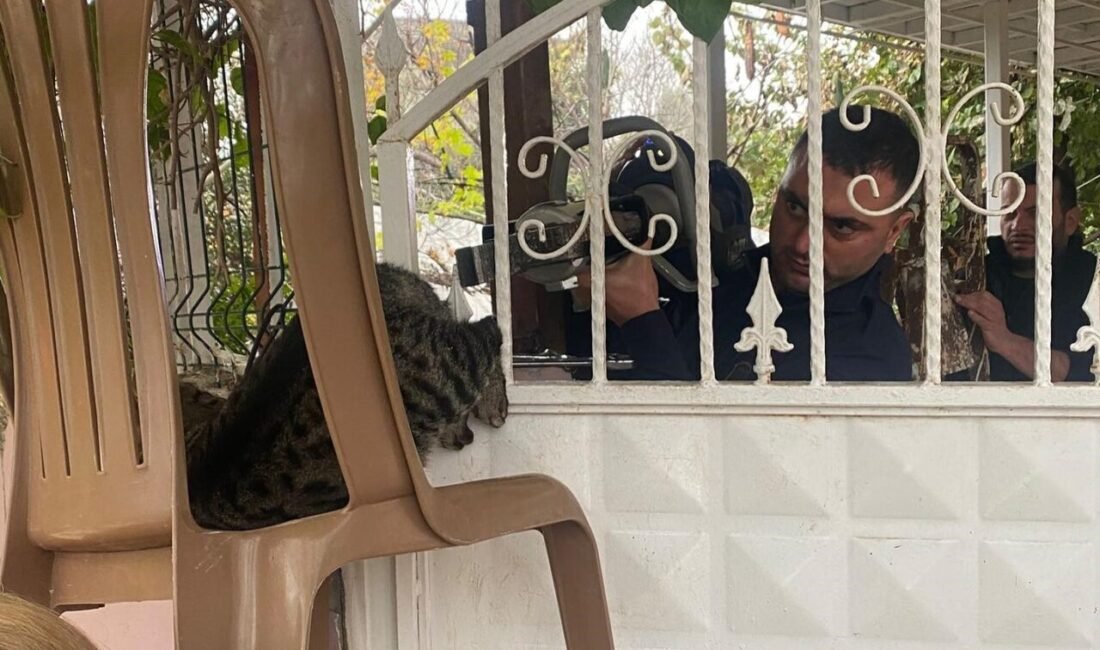 Hatay’da patisi demir korkuluklara sıkışan kedi, itfaiye ekipleri tarafından kurtarıldı.