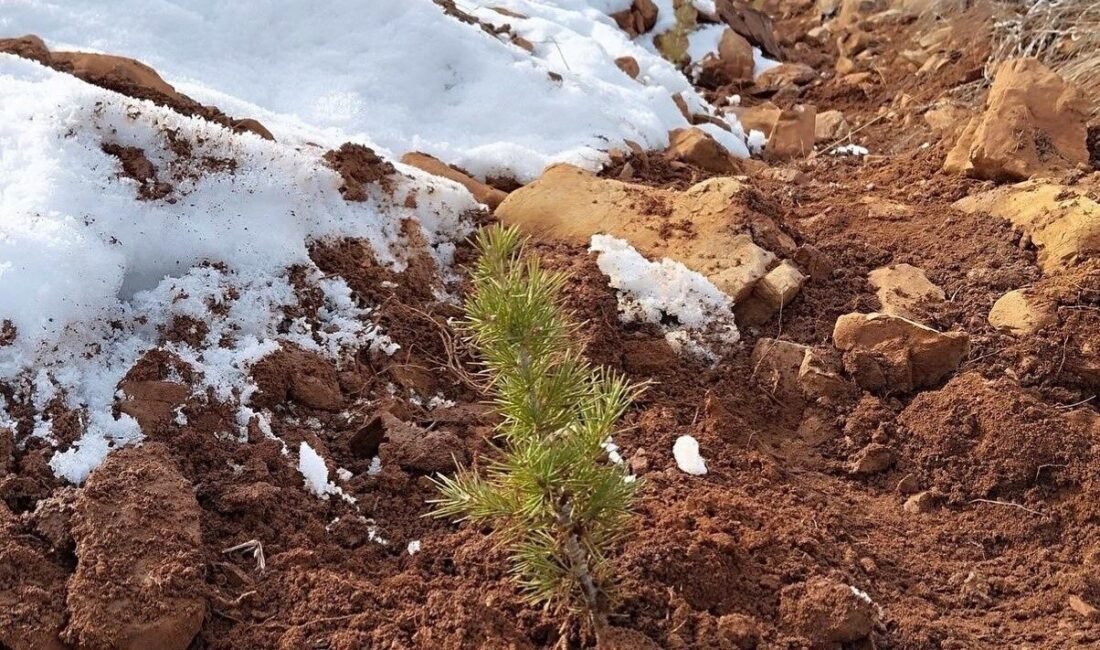 Adana’nın Saimbeyli ilçesinde 10 bin fidan dikimi yapıldı. Saimbeyli Orman