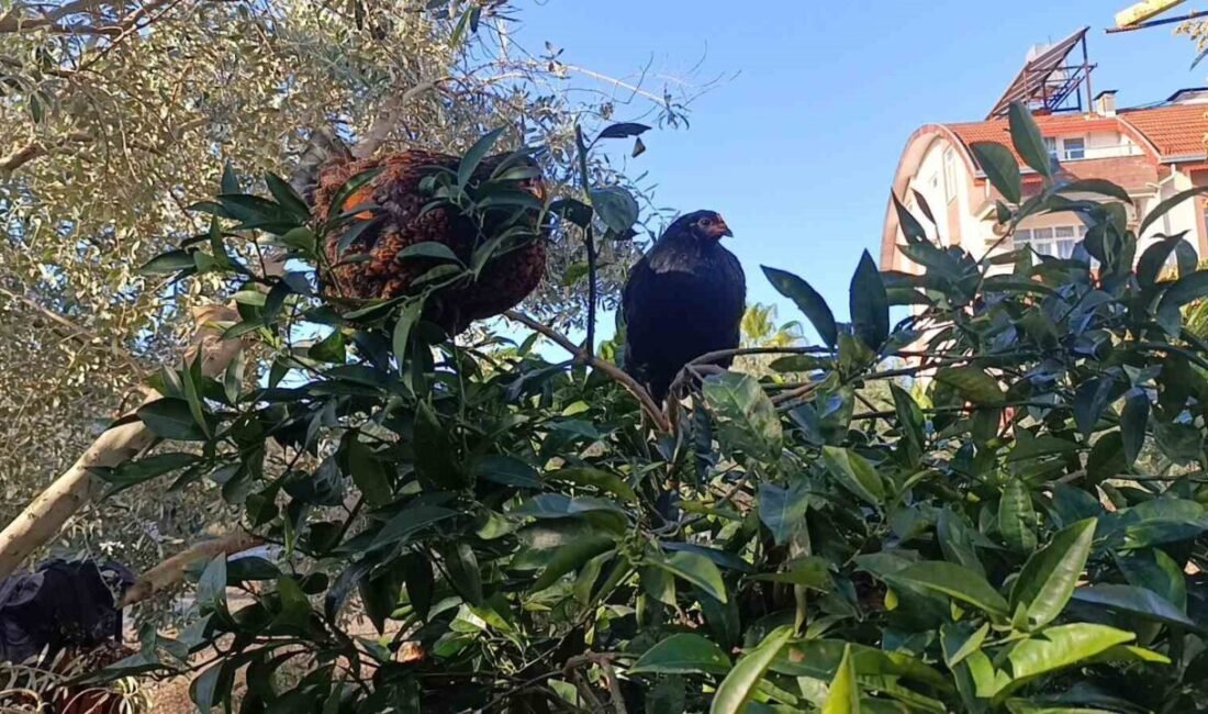 Antalya’nın Manavgat ilçesinde meydana gelen sel felaketinin ardından kümesteki tavukların