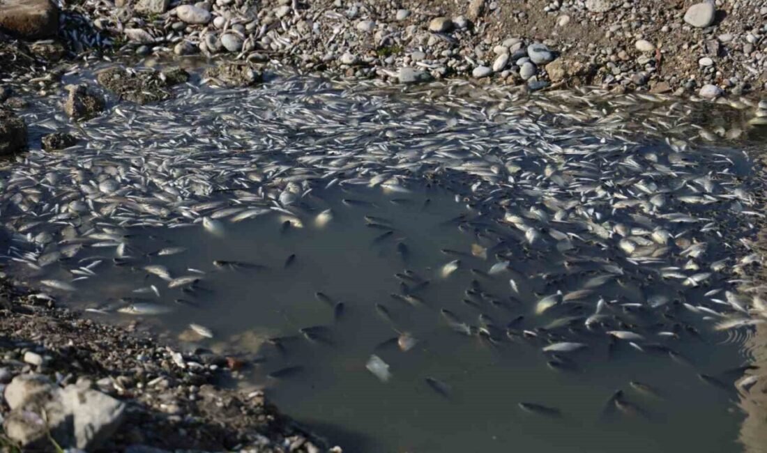 Adana’da suların çekilmesiyle balıkların telef olduğu Seyhan Nehri’ne su bırakıldı.