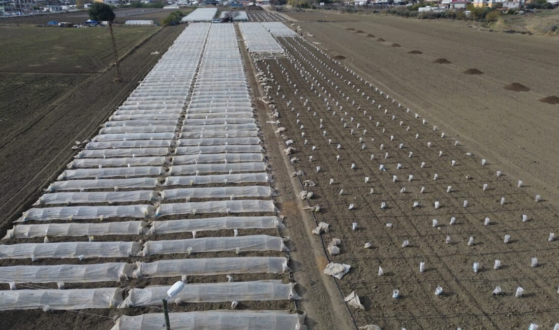 Hatay’ın Antakya ilçesinde 20 dönümlük tarlaya erkenci kabak eken çiftçi