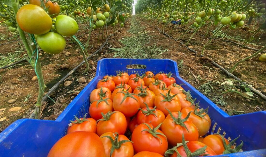 Antalya hallerinde işlem gören domates miktar endeksi Aralık ayında yıllık