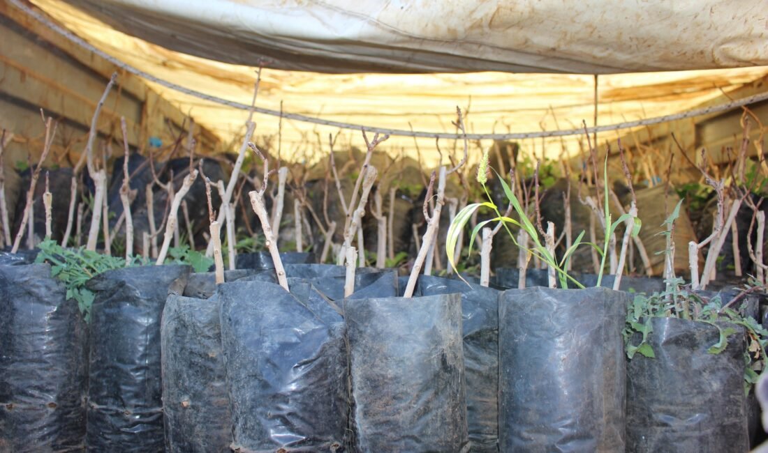 Antalya Büyükşehir Belediyesi, son yıllarda artan kuraklık karşısında üretim yapmakta