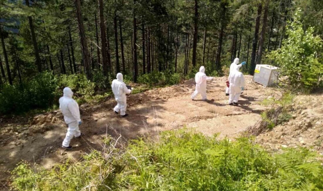 Adana Orman Bölge Müdürlüğü ekipleri 2024 yılında ormandaki zararlıları böceklere