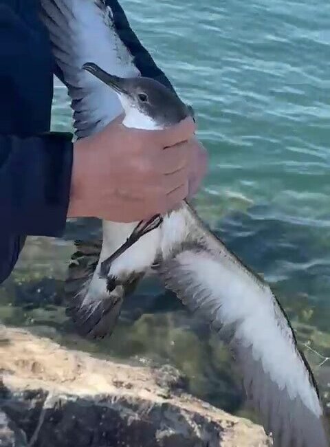 Hatay’ın İskenderun ilçesi sahilinde balık tutan Suat Kekeç’in oltasına martının
