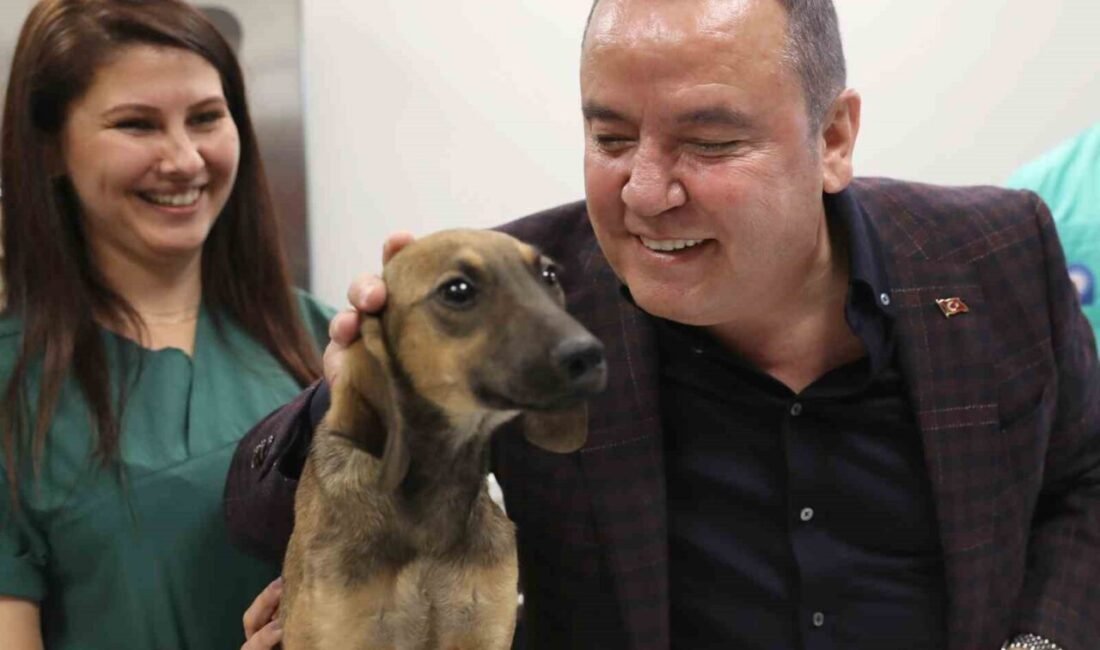 Antalya Büyükşehir Belediyesi Sokak Hayvanları Geçici Bakımevi ve Rehabilitasyon Merkezi’nde