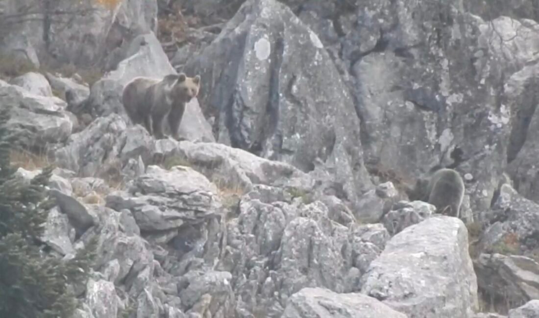 Antalya’nın Akseki ilçesi Gidengelmez Dağları’nda kış uykusuna yatmayan ayılar görüntülendi.