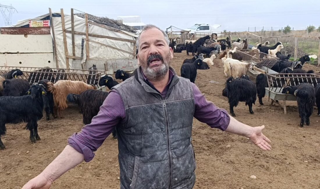 Antalya’da Alman uyruklu kadının arazide beslediği sokak köpekleri, 2 metrelik