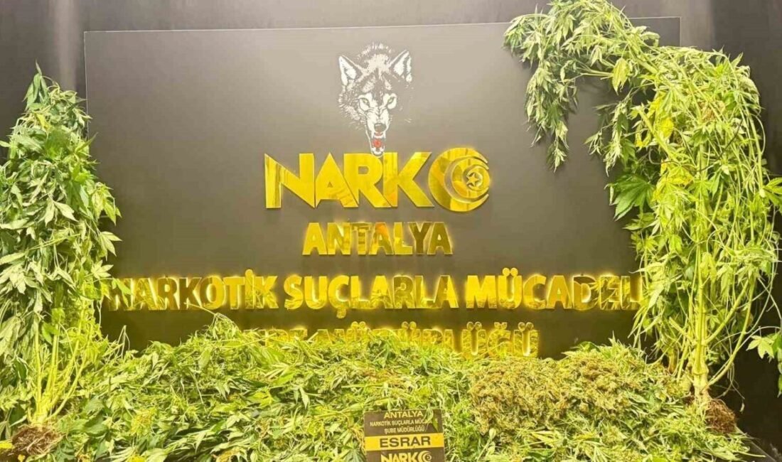 Antalya’da son 1 haftada düzenlenen operasyonlarda 11 kilogram skunk ve