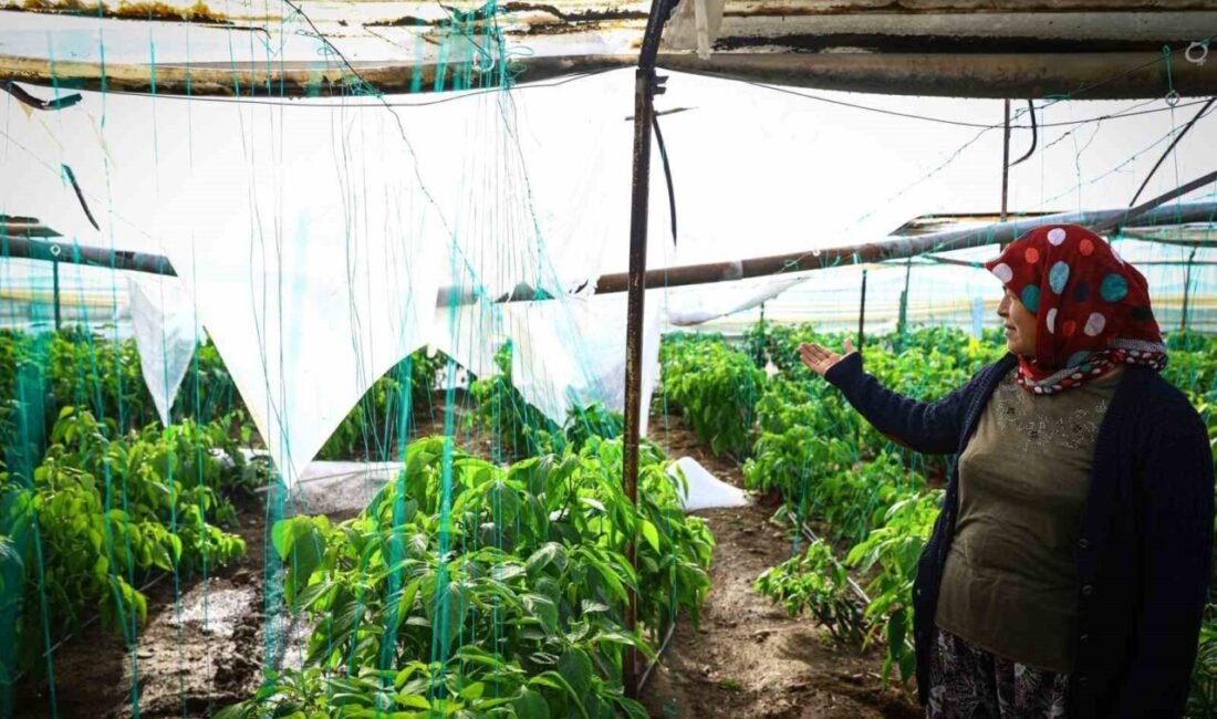 Antalya Büyükşehir Belediyesi, 22 Ocak’ta Demre ilçesinde yaşanan dolu nedeniyle