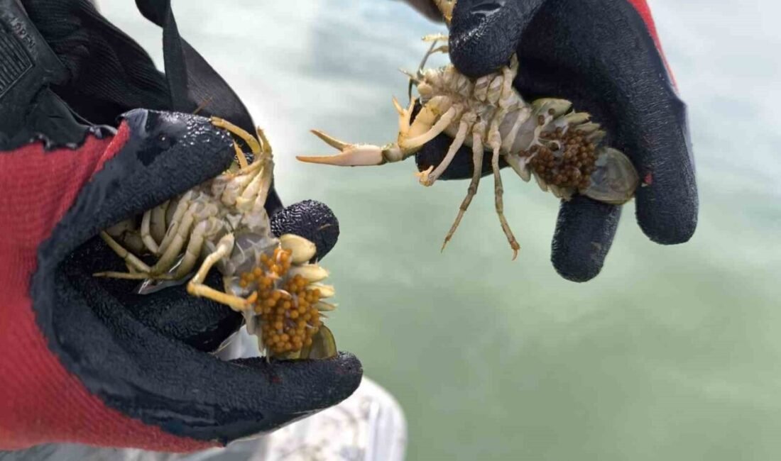 Isparta’daki Eğirdir Gölü’nde yasa dışı avlanan 100 kilogram canlı kerevit