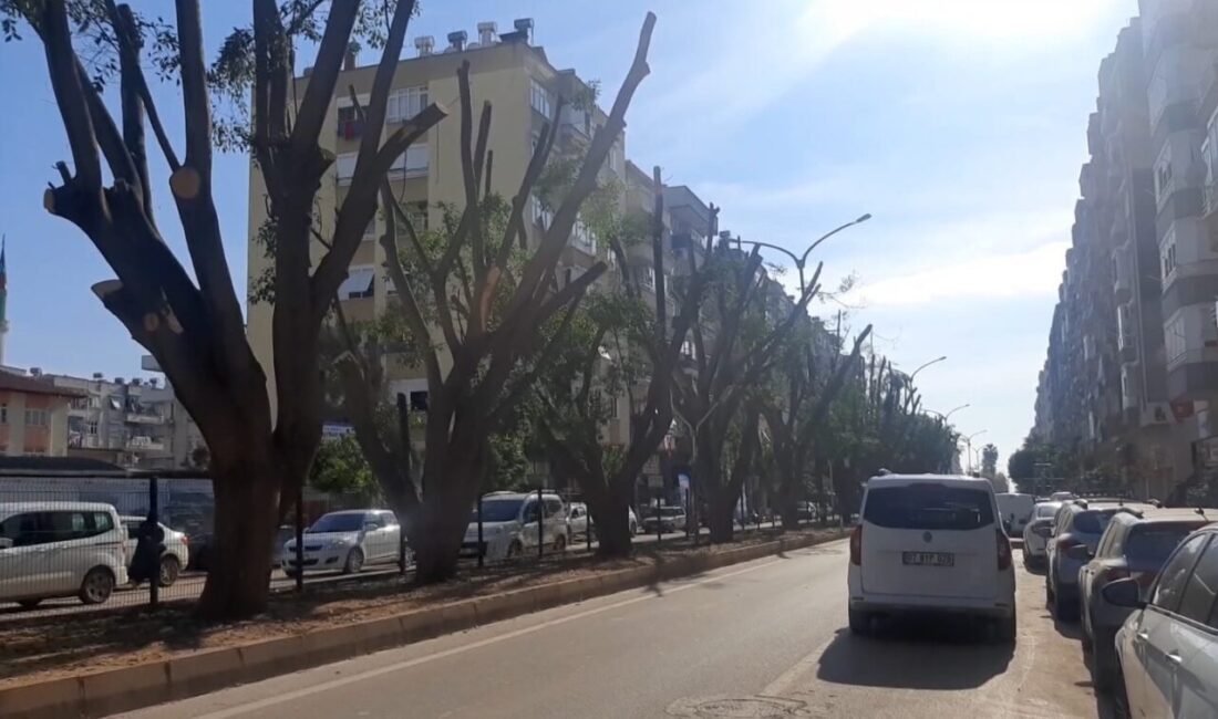 Antalya’nın Kumluca ilçesinde ilçenin silüeti haline gelen 30 yıllık Benjamin