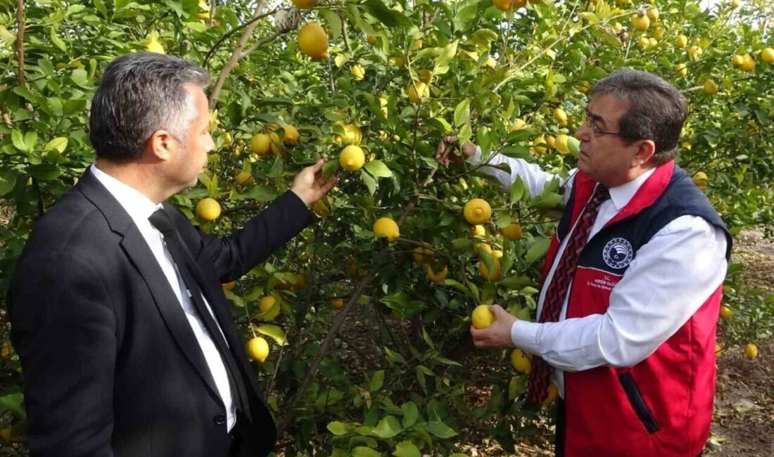 Türkiye’nin limon deposu Mersin’de limon suyu görünümü verilen ve satışı