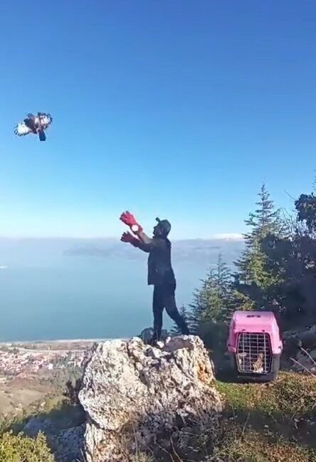 Isparta’da yaralı bir kızıl şahin, jandarma tarafından bulunarak tedavi edilmek