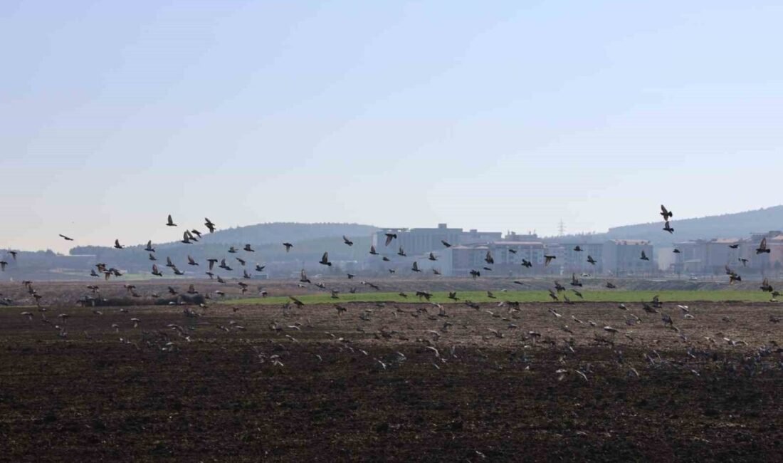 Kahramanmaraş’ta sürü halinde uçan güvercinler görsel şölen oluşturdu. Dulkadiroğlu ilçesindeki