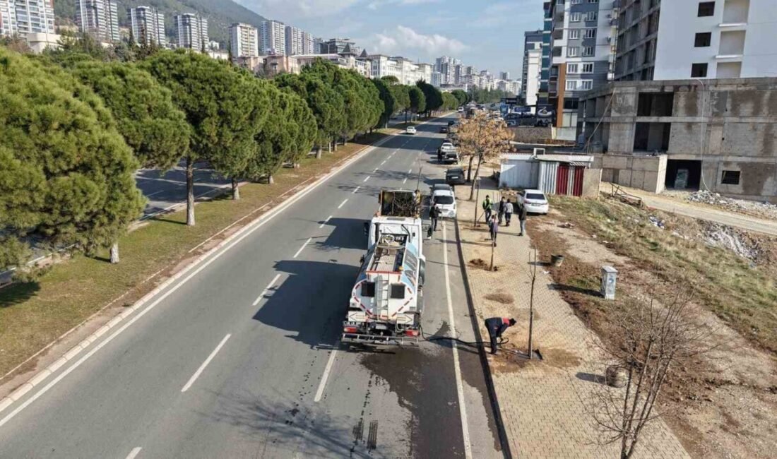 Kahramanmaraş Büyükşehir Belediyesi, şehir merkezinde zamanla kuruyan, doğal ömrünü tamamlayan