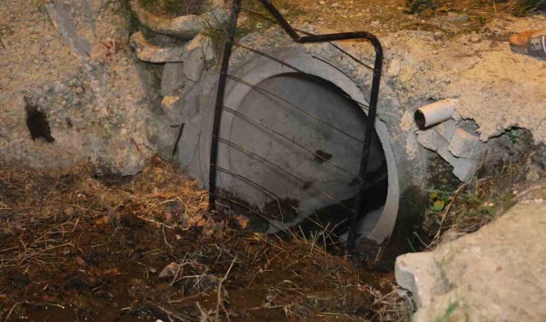 Hatay’da hayvancılık yapan vatandaşın otlaması için bahçeye bıraktığı buzağı kanalizasyon