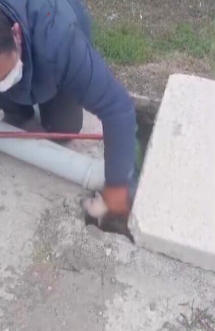 Hatay’ın Kumlu ilçesinde bir vatandaşın kanalizasyon kuyusuna düşen 3 yavru