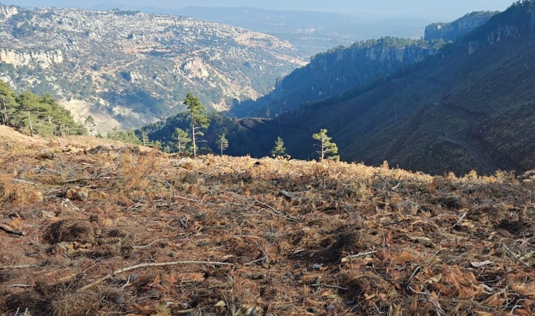 Mersin Orman Bölge Müdürlüğü, geçen yıl yaklaşık 42 bin hektarlık