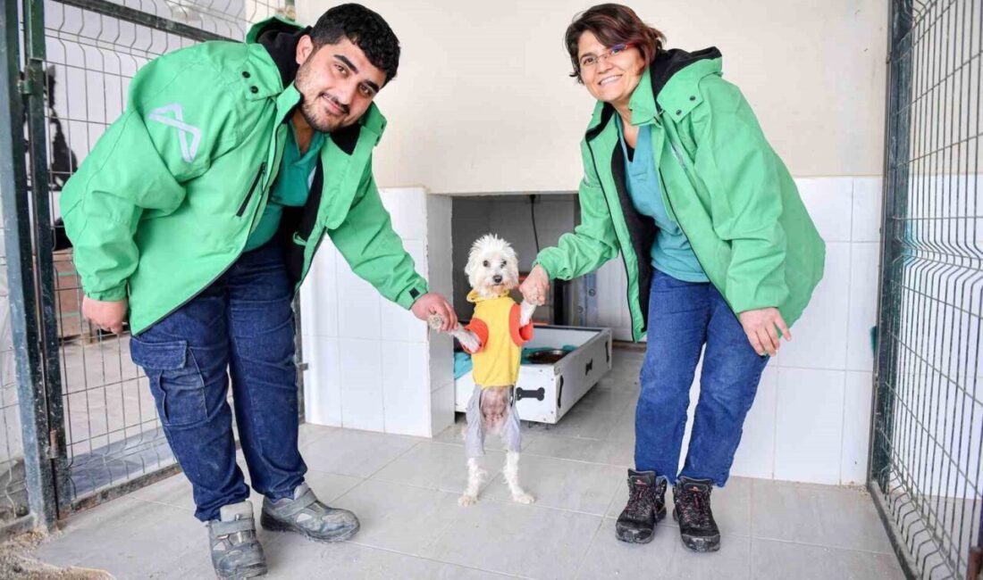 Mersin’de büyükşehir belediyesi bünyesinde hizmetlerini sürdüren 3 geçici hayvan bakımevi,