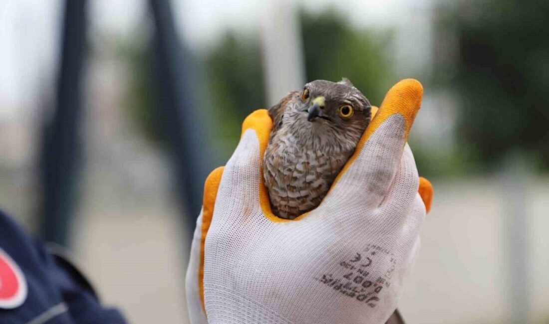 Mersin’de bitkin düşen atmacaya itfaiyeciler sahip çıktı. Doğa Koruma ve