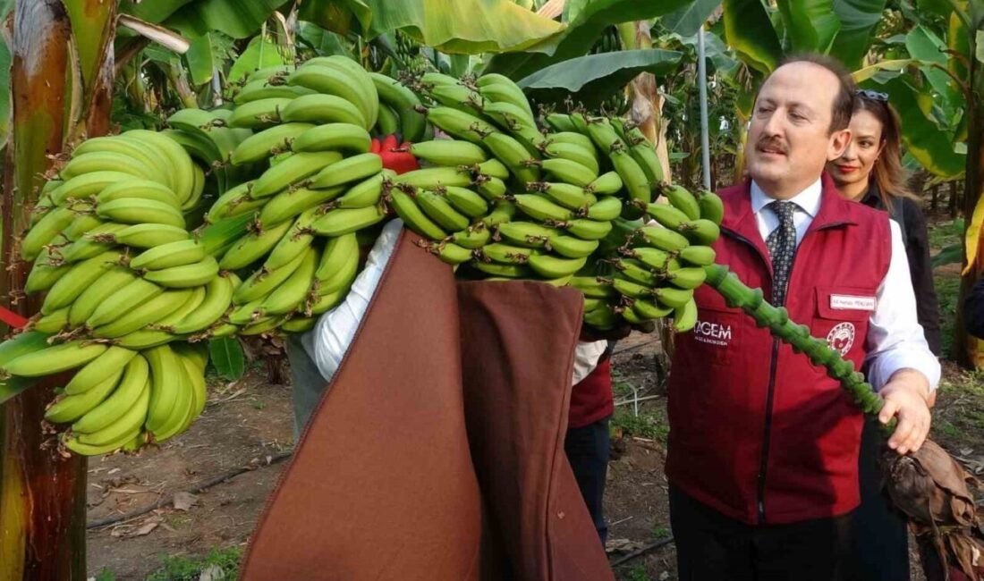 Mersin’in Erdemli ilçesindeki Alata Bahçe Kültürleri Araştırma Enstitüsü’nde yapılan çalışmalarda