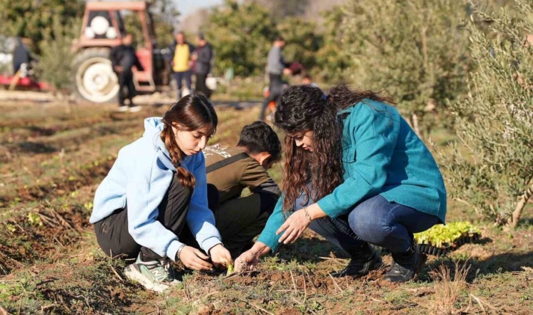 Tarsus’ta 5 bin marul fidesi toprakla buluşturuldu. Tarsus Belediyesi, Tarsus