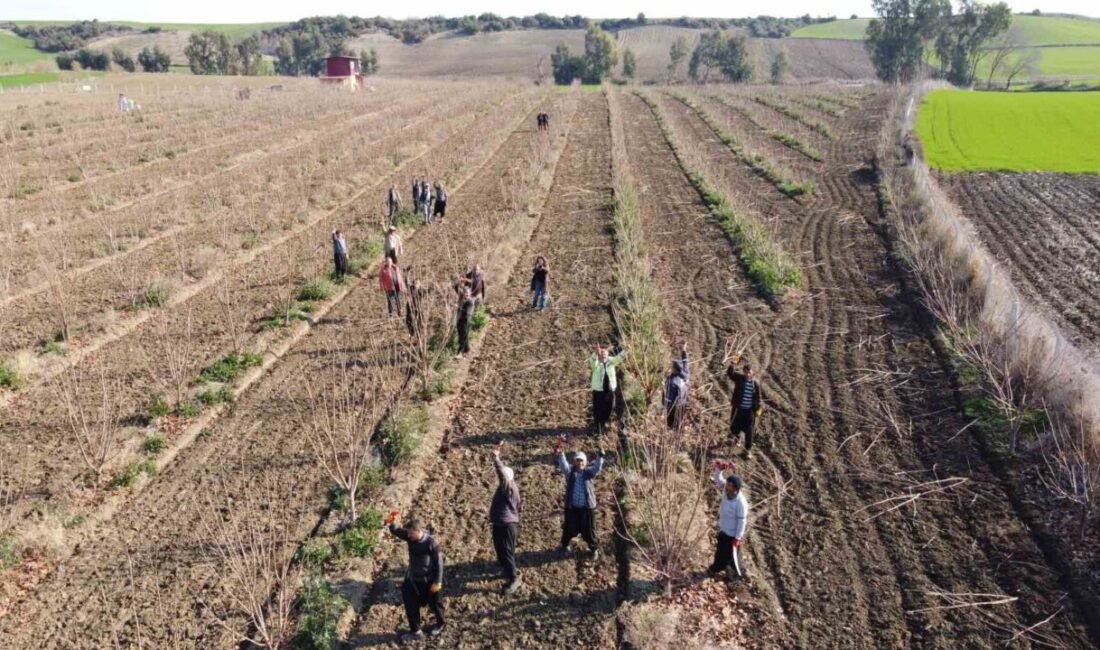Adana’nın Kozan ilçesinde cennet hurması bahçelerinde çalışan budama işçileri, teknoloji