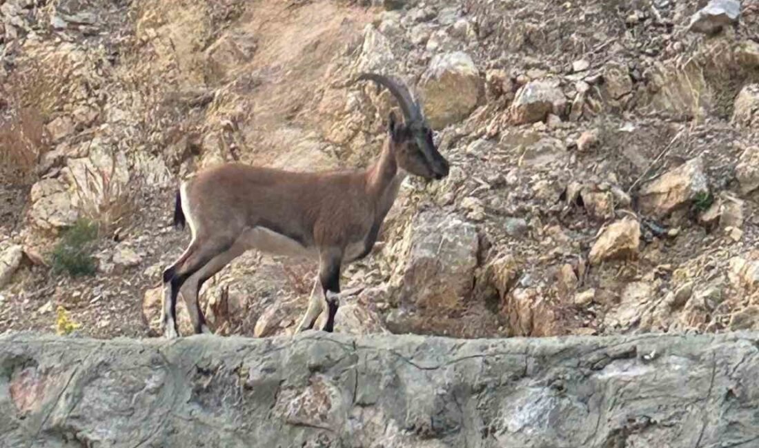 Antalya Gündoğmuş’ta yaban keçisi avladığı belirlenen bir kişi, jandarmaya yakalanınca