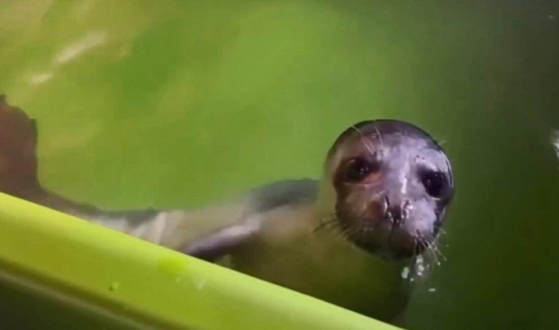 Mersin’de nesli tükenme tehlikesi altındaki yavru Akdeniz foku bitkin olarak