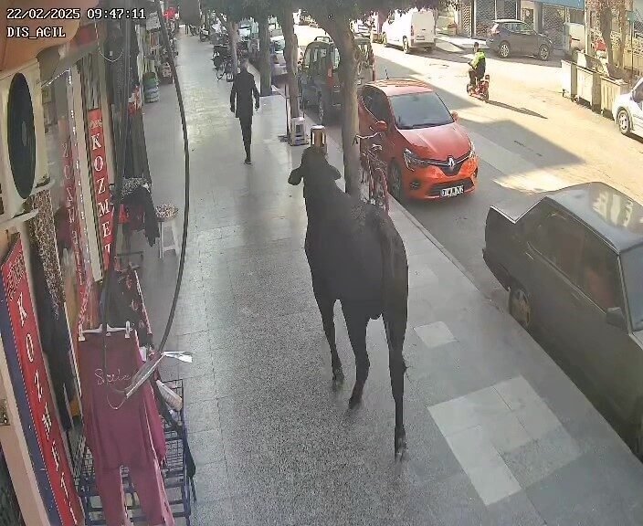 Hatay’da yurt dışından ülkeye getirilen angus, gemiden tıra sevk edildiği