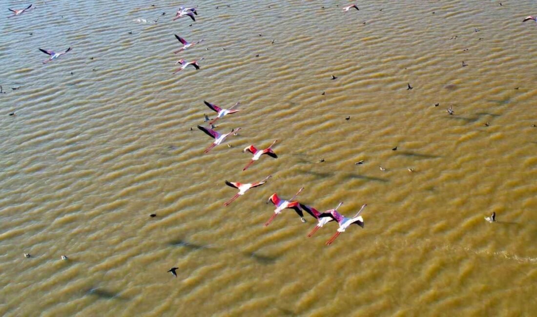Soğuk kış günlerinde donmuş göllerden kaçan flamingolar, Adana’nın Karataş ilçesindeki