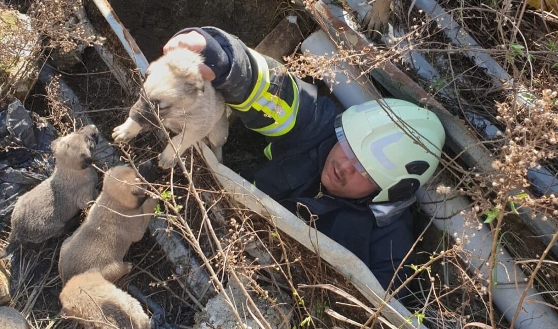 Hatay’da çukura düşen yavru köpekler itfaiye ekibi tarafından kurtarıldı. Antakya
