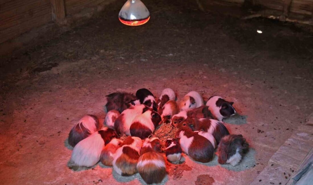 Antalya’da kış aylarının en soğuk günleri etkili olurken, Antalya Büyükşehir