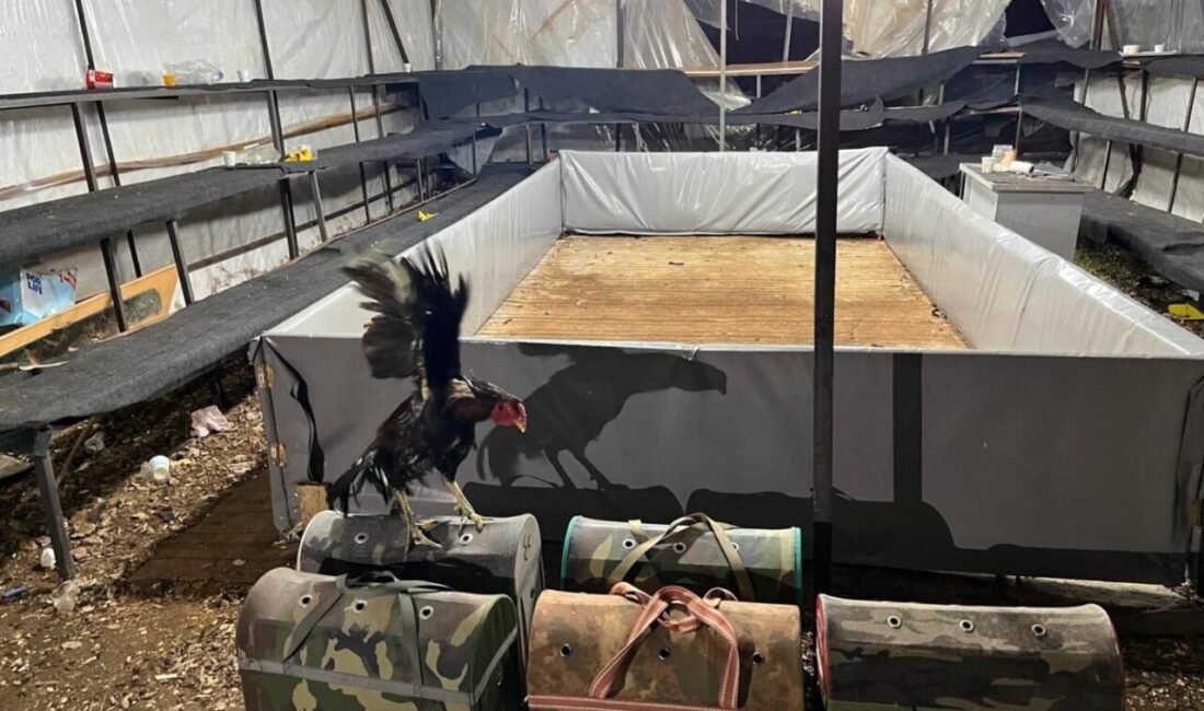 Antalya’nın Demre ilçesinde horoz dövüştürülüp bahis oynatıldığı tespit edilince jandarma