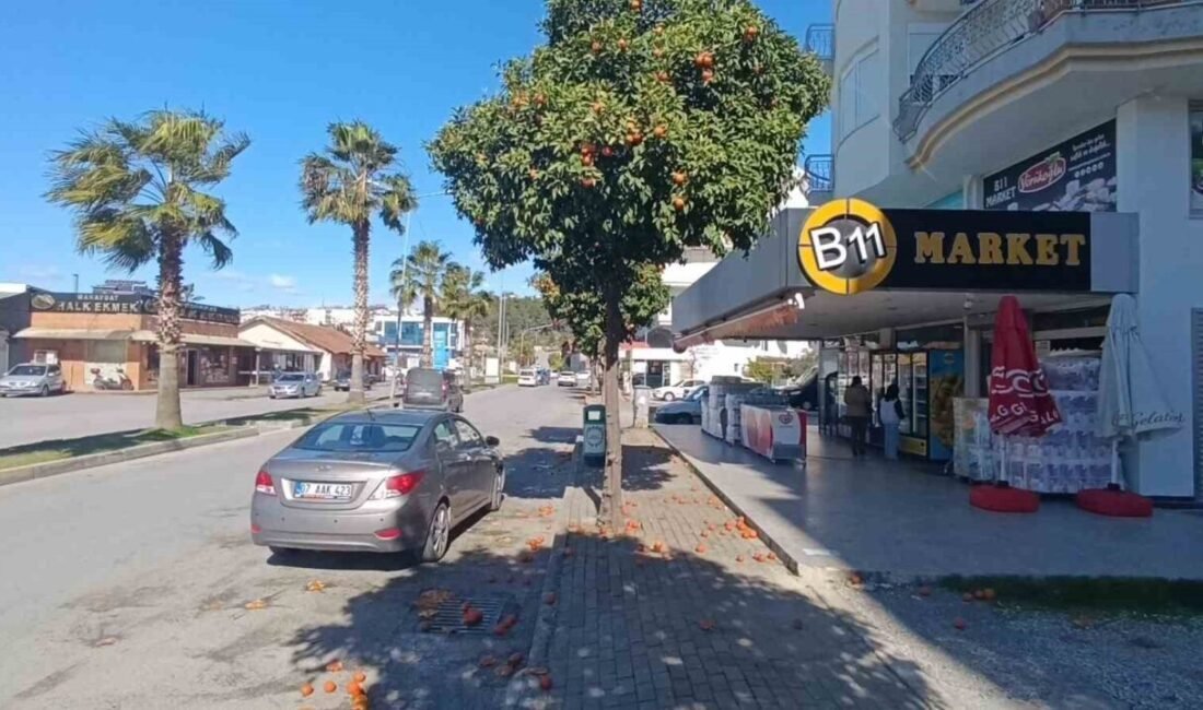 Antalya Manavgat’ta etkili olan şiddetli fırtına ilçenin sembolü olan turunçların